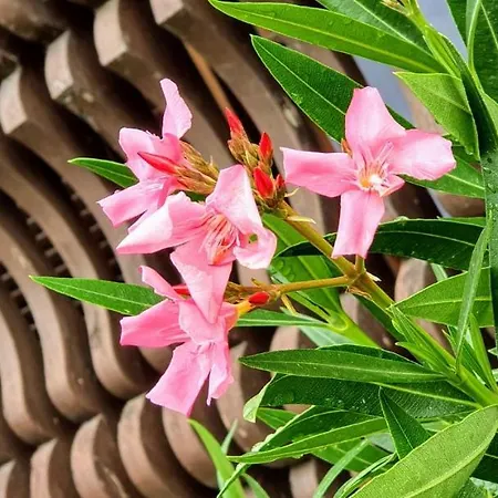 Varga Gardens Tatil Evi Balatonmáriafürdő