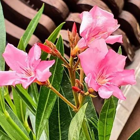 Varga Gardens Balatonmáriafürdő