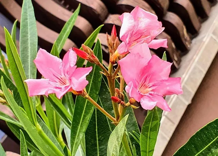 Varga Gardens Balatonmáriafürdő